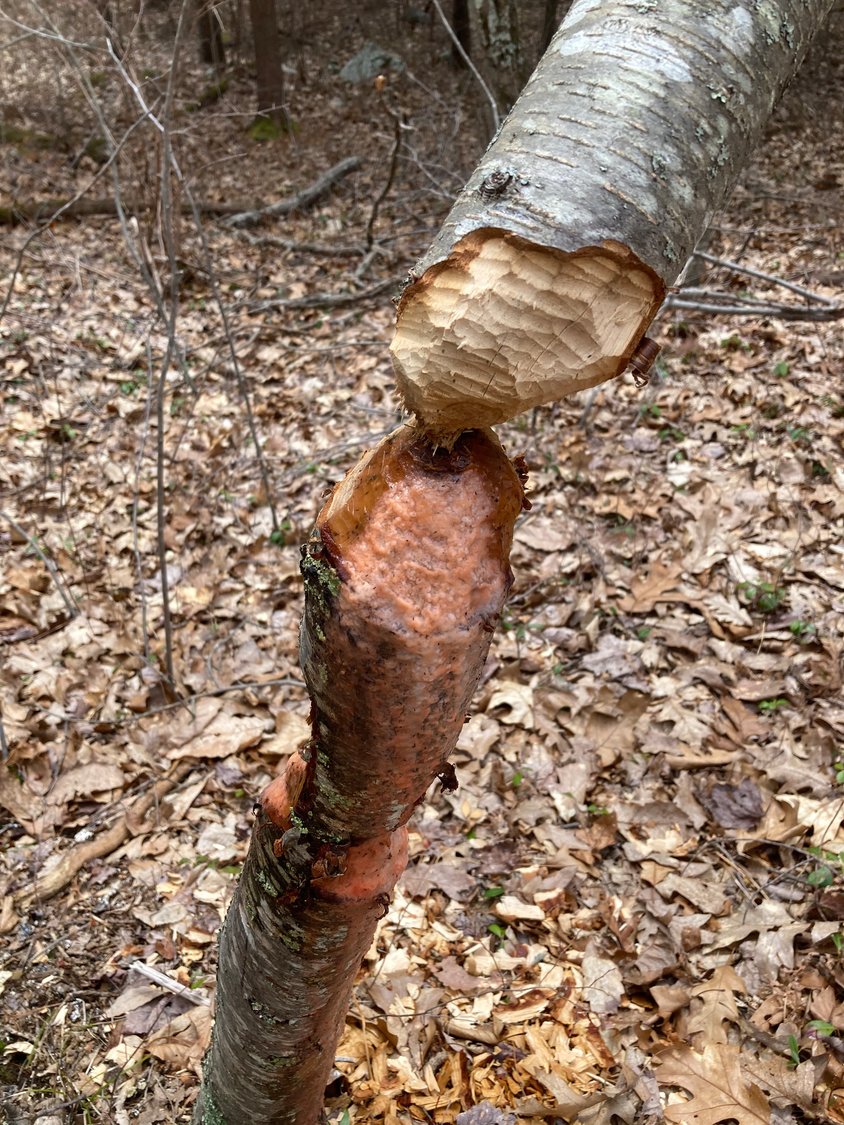 Sap oozes from a beaver-addled sapling, providing food for airborne yeasts that produce a colorful gooey substance.